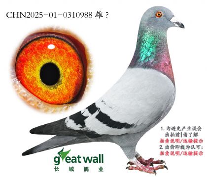 2.113Ӵ.0310988