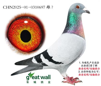 7.ղ˹801x¿.0310697