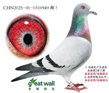 13.ղ˹801.0310949