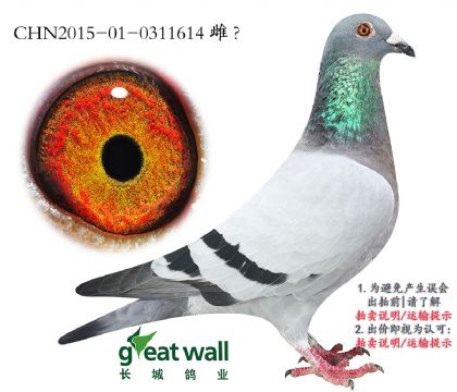 17.¿.0311614
