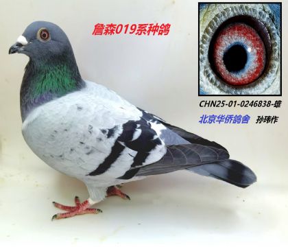 10--ղɭ019ϵCHN25-0246838-
