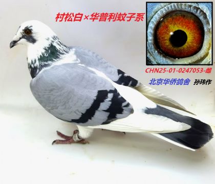 9--ղɭ019ϵ0247053-һͷ-