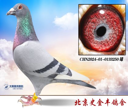英格斯“178”近亲回血种鸽