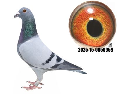 ţ55ֱţ280ֱŮţ