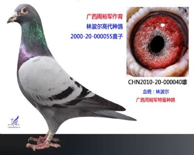 游
