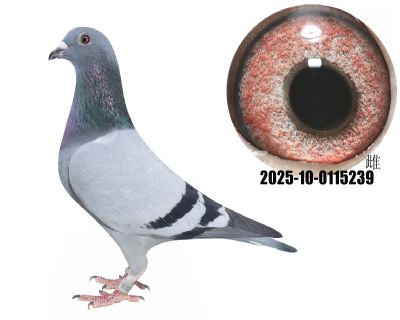 漣32ֱֱŮ20