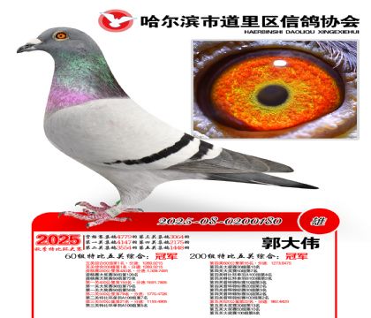 道里五关鸽王60组冠军(200组冠军)