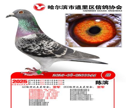道里五关鸽王60组亚军(200组亚军)