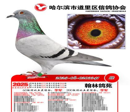 道里五关鸽王60组季军(200组季军)