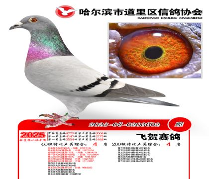 道里五关鸽王60组4名(200组4名)