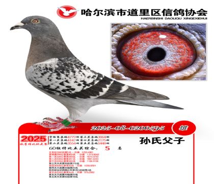 道里五关鸽王60组5名