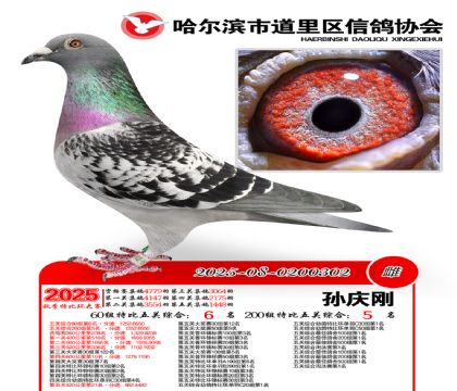 道里五关鸽王60组6名(200组5名)