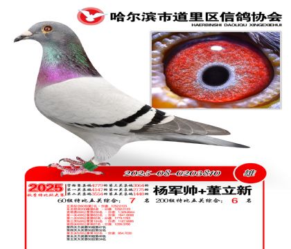 道里五关鸽王60组7名(200组6名)