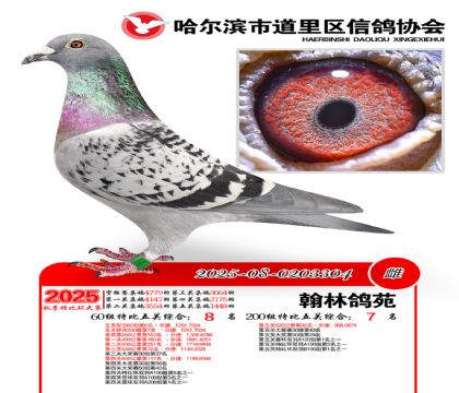 道里五关鸽王60组8名(200组7名)