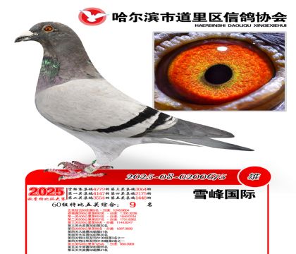 道里五关鸽王60组9名