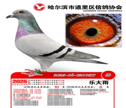 道里五关鸽王60组10名(200组8名)