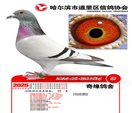 道里五关鸽王60组11名