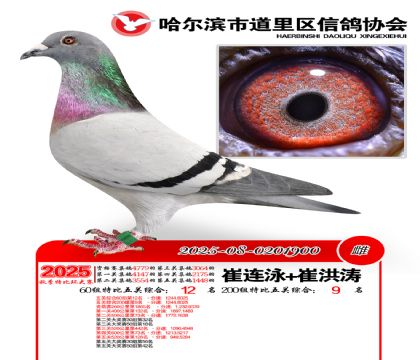 道里五关鸽王60组12名(200组9名)