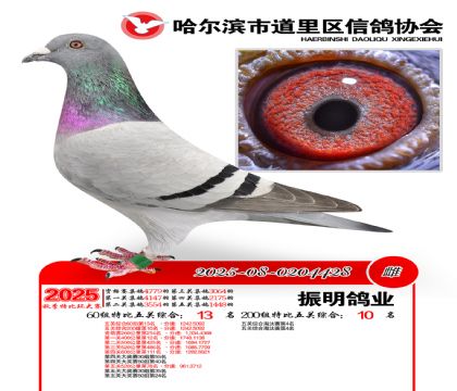 道里五关鸽王60组13名(200组10名)