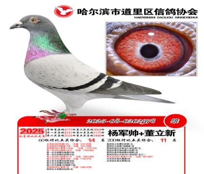 道里五关鸽王60组14名(200组11名)