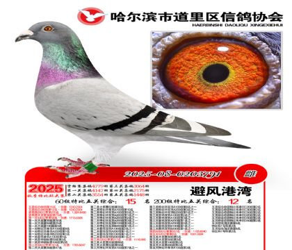 道里五关鸽王60组15名(200组12名)