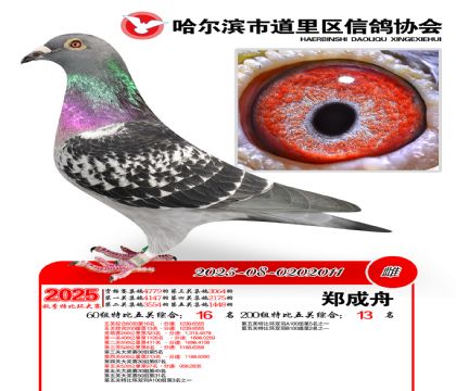 道里五关鸽王60组16名(200组13名)