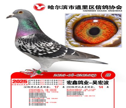 道里五关鸽王60组17名(200组14名)