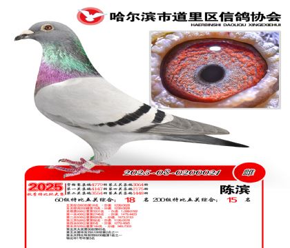 道里五关鸽王60组18名(200组15名)