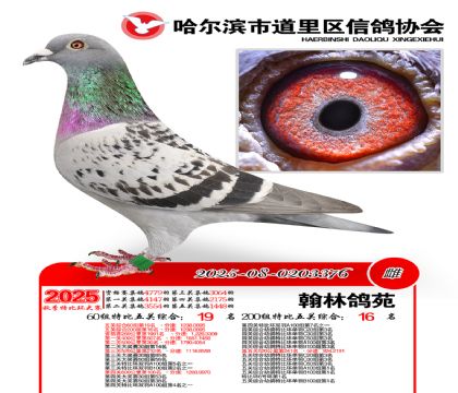 道里五关鸽王60组19名(200组16名)