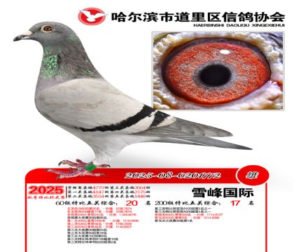 道里五关鸽王60组20名(200组17名)