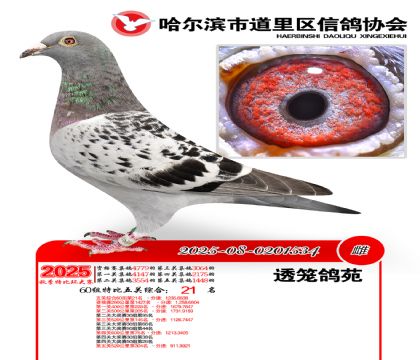 道里五关鸽王60组21名