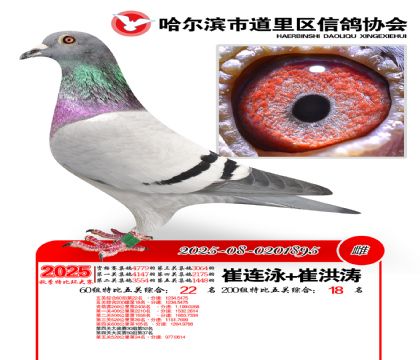 道里五关鸽王60组22名(200组18名)