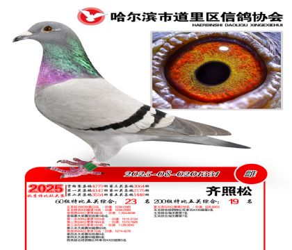 道里五关鸽王60组23名(200组19名)