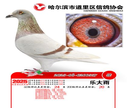道里五关鸽王60组24名(200组20名)