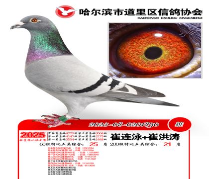 道里五关鸽王60组25名(200组21名)