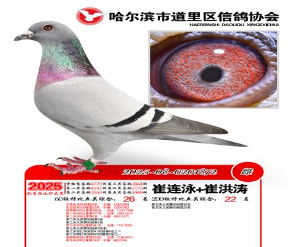 道里五关鸽王60组26名(200组22名)