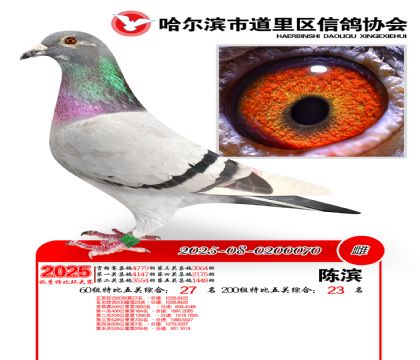 道里五关鸽王60组27名(200组23名)
