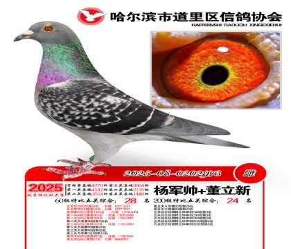 道里五关鸽王60组28名(200组24名)