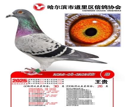 道里五关鸽王60组30名(200组26名)