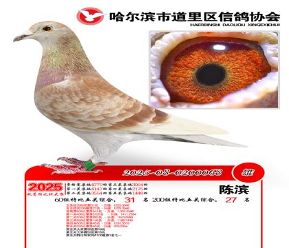 道里五关鸽王60组31名(200组27名)