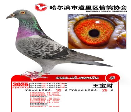 道里五关鸽王60组32名(200组28名)