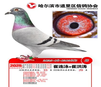 道里五关鸽王60组33名(200组29名)