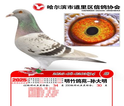 道里五关鸽王60组34名(200组30名)