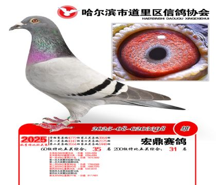 道里五关鸽王60组35名(200组31名)