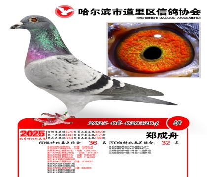 道里五关鸽王60组36名(200组32名)