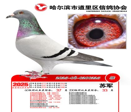 道里五关鸽王60组37名(200组33名)