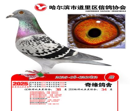 道里五关鸽王60组38名(200组34名)