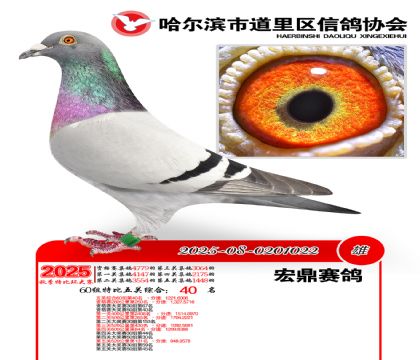 道里五关鸽王60组40名