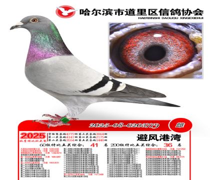 道里五关鸽王60组41名(200组36名)