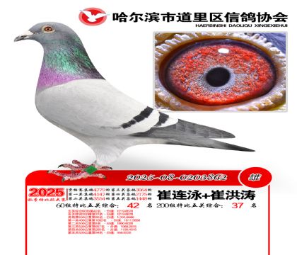 道里五关鸽王60组42名(200组37名)